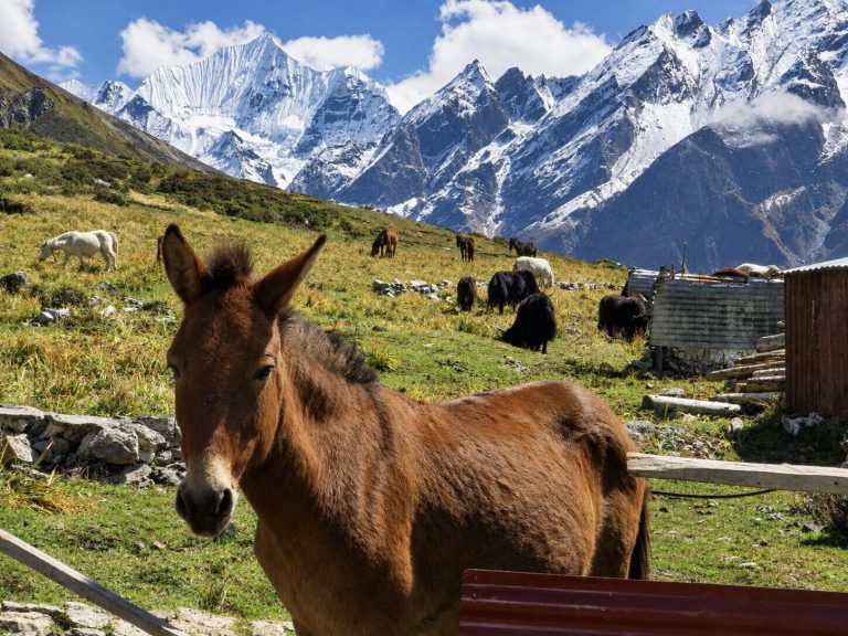 Mule and yaks grazing below snow peaks in the Himalaya