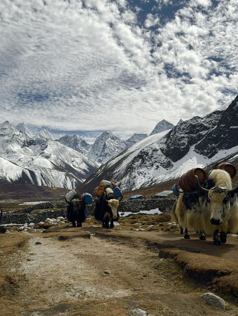 Yak caravan on a mountain trail in Nepal