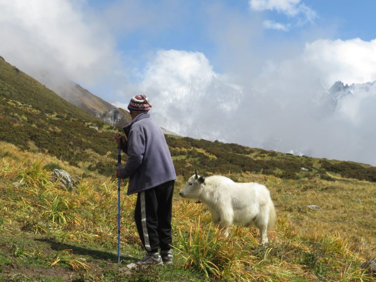 Everest local with a mountain goat