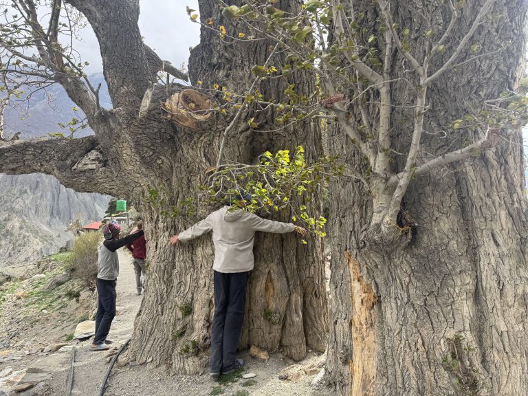 Trekkers beside an ancient tree