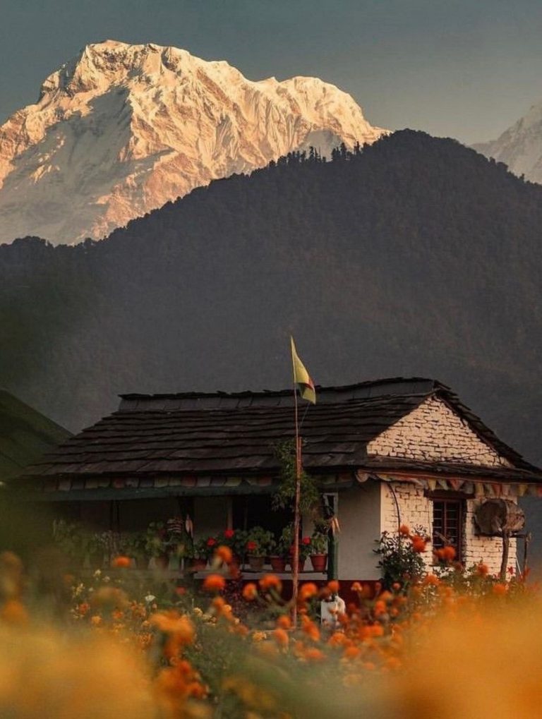 Mountain village with marigolds below Annapurna
