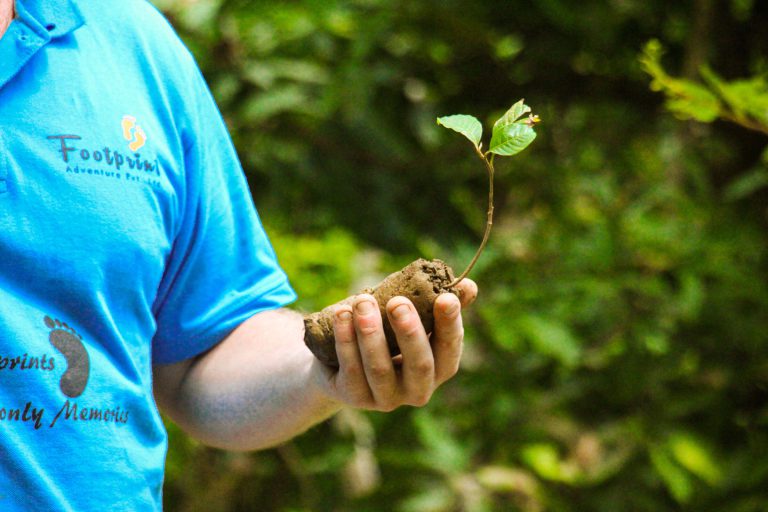 Volunteer holding a sapling